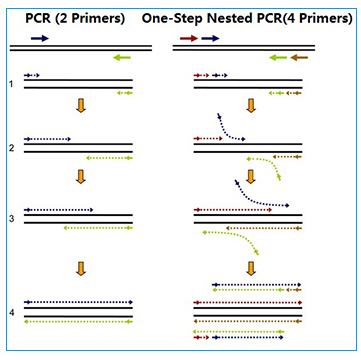 一步法巢式Taqman qPCR原理