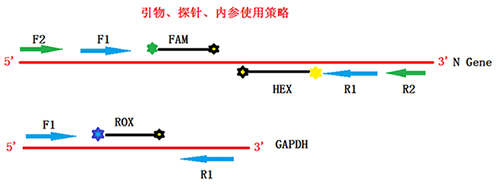 一步巢式Taqman qPCR 新冠病毒核酸检测设计策略