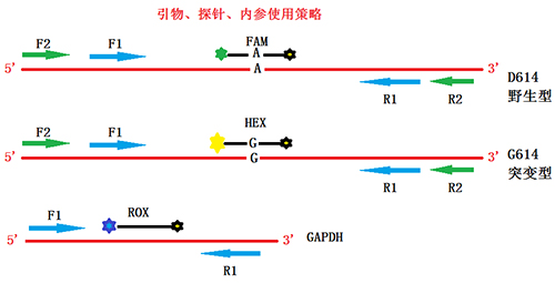 一步巢式Taqman qPCR检测新冠病毒核酸D614G突变