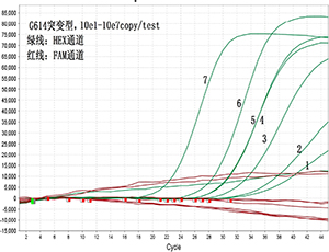 一步巢式Taqman qPCR检测新冠病毒核酸D614G突变