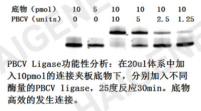 PBCV连接酶