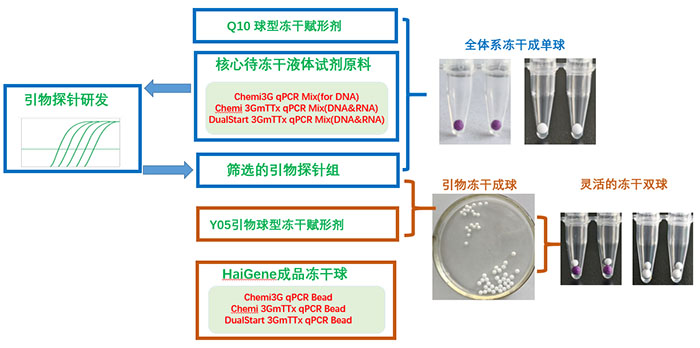 mttx qpcr 冻干球 mttx qpcr 冻干球
