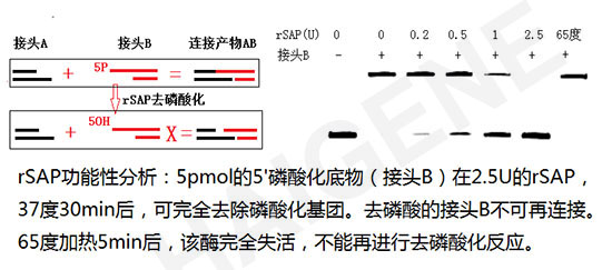 虾碱性磷酸酶示意图