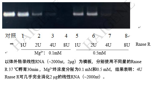 Rnase R核酸外切酶 Rnase R核酸外切酶