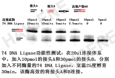 T4 DNA 连接酶 T4 DNA 连接酶