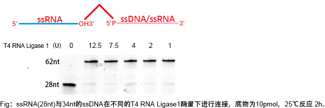 T4 RNA 连接酶1 T4 RNA 连接酶1