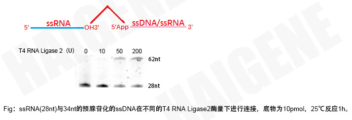 T4 RNA 连接酶2 T4 RNA 连接酶2
