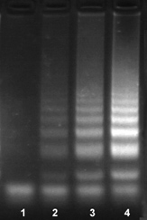 Bst2.0 DNA聚合酶LAMP扩增