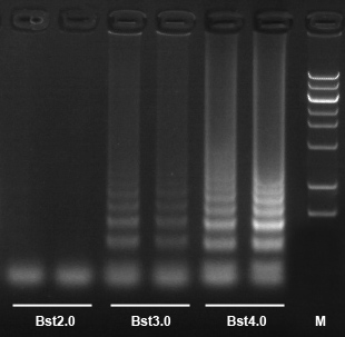Bst4.0 DNA聚合酶LAMP扩增