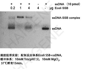 Ecoli SSB单链结合蛋白