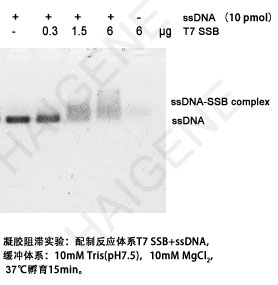 T7 SSB单链结合蛋白 T7 SSB单链结合蛋白