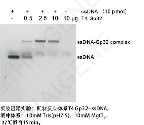 Rnase Free Dnase I Rnase Free Dnase I