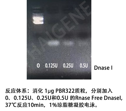 Rnase Free Dnase I