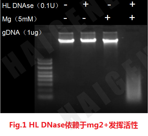 热敏双链特异性Dnase核酸酶