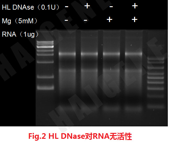 热敏双链特异性Dnase核酸酶