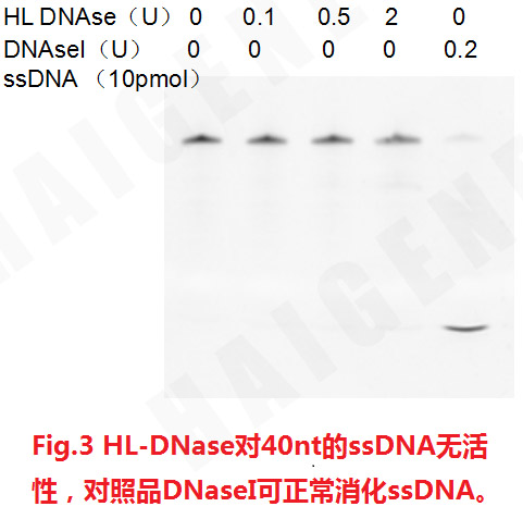 热敏双链特异性Dnase核酸酶