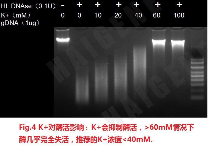 热敏双链特异性Dnase核酸酶