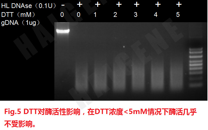 热敏双链特异性Dnase核酸酶