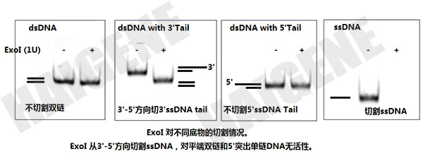 ExoI核酸外切酶