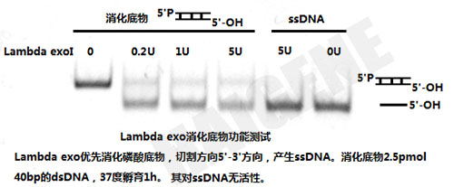 Lambda核酸外切酶