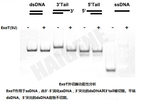 核酸外切酶T