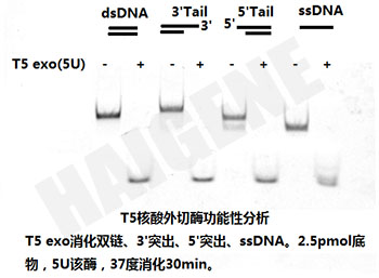 T5核酸外切酶