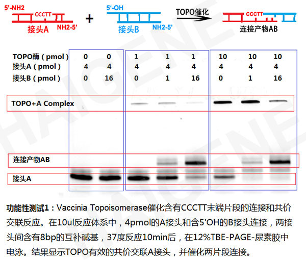 TOPO酶示例图