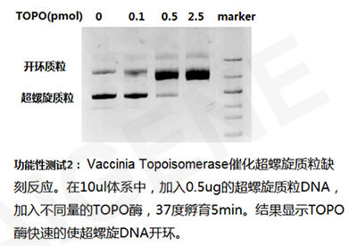 TOPO酶示例图
