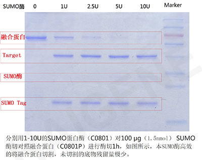 SUMO蛋白酶切示例图