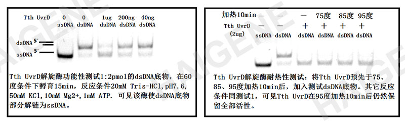 tth UvrD解旋酶