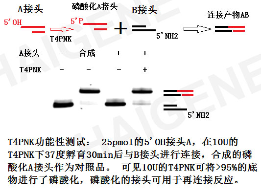 T4多聚核苷酸激酶(PNK) T4多聚核苷酸激酶(PNK)