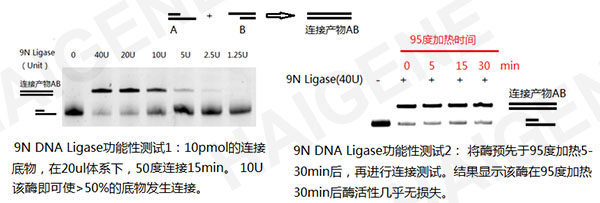 9N DNA连接酶 9N DNA连接酶