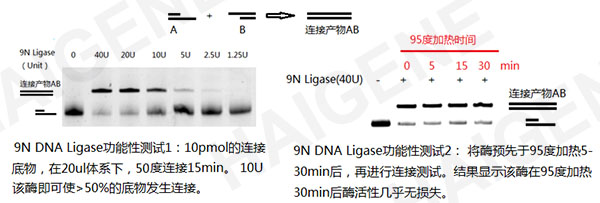9N DNA连接酶