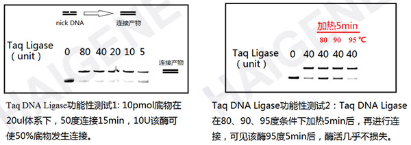 Taq DNA连接酶