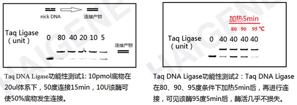 Taq DNA连接酶 Taq DNA连接酶