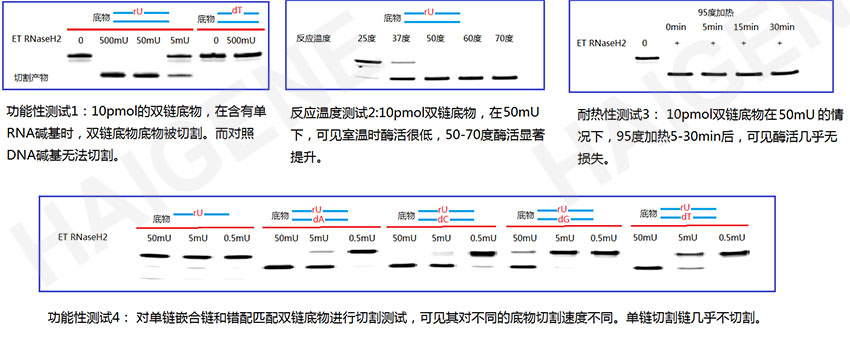 极耐热RNaseH2