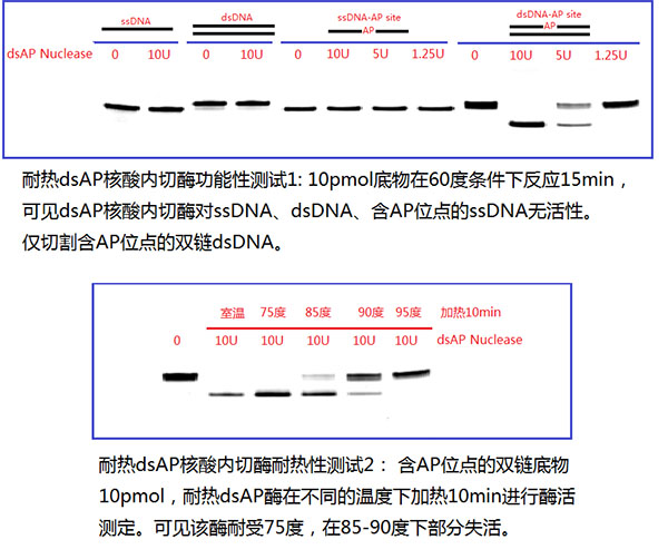 耐热双链特异性AP核酸酶
