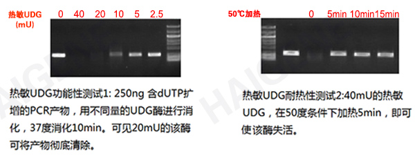 热敏UDG酶