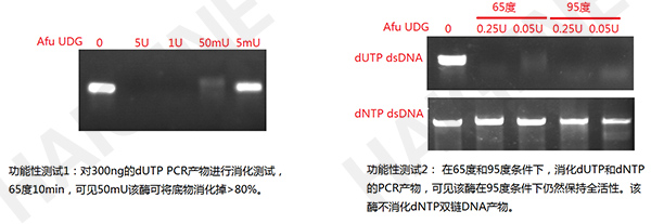 耐热UDG