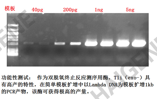 Tli (exo-) DNA聚合酶
