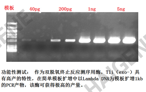 Tli (exo-) DNA聚合酶 Tli (exo-) DNA聚合酶