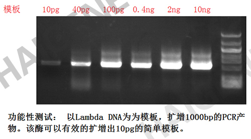 9N DNA聚合酶 9N DNA聚合酶