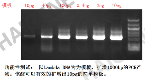 9N DNA聚合酶