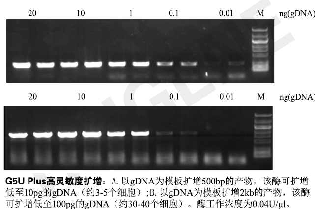 G5U Plus 超高保真DNA聚合酶