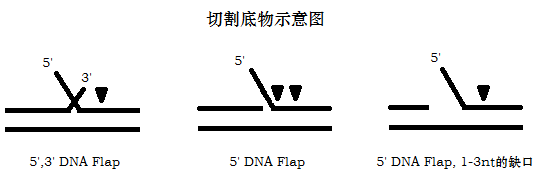 热稳定Flap核酸内切酶1