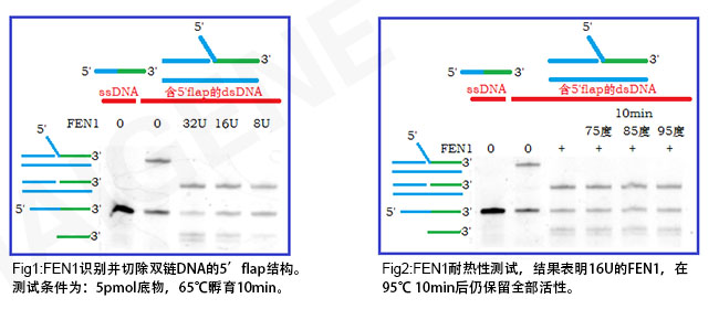 热稳定Flap核酸内切酶1