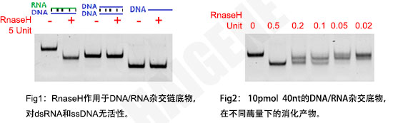 RnaseH RnaseH