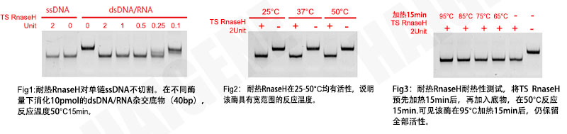 热稳定RnaseH 热稳定RnaseH